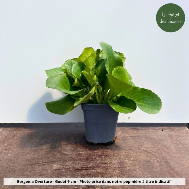 Bergenia Overture - Pot