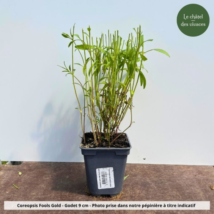 Coreopsis verticillata Fools Gold - Pot