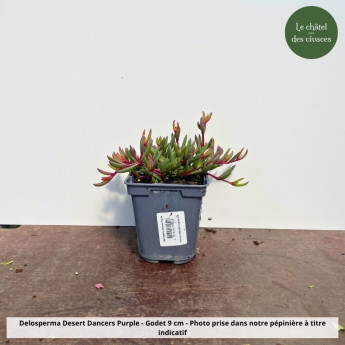 Delosperma Desert Dancers Purple - Pot Delosperma Desert Dancers Purple - Pot