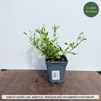Erigeron karvinskianus Lavender Lady - Pot