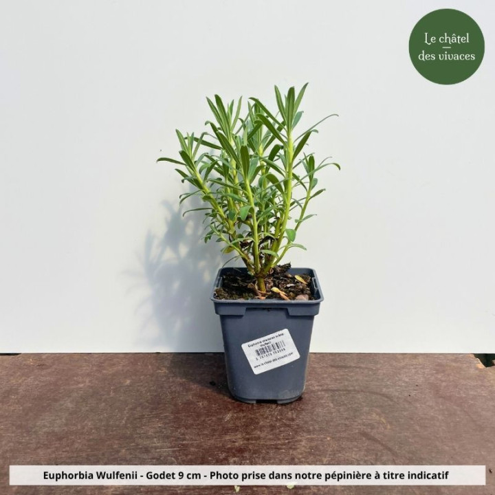 Euphorbia Characias Subsp. Wulfenii | Euphorbe Characias