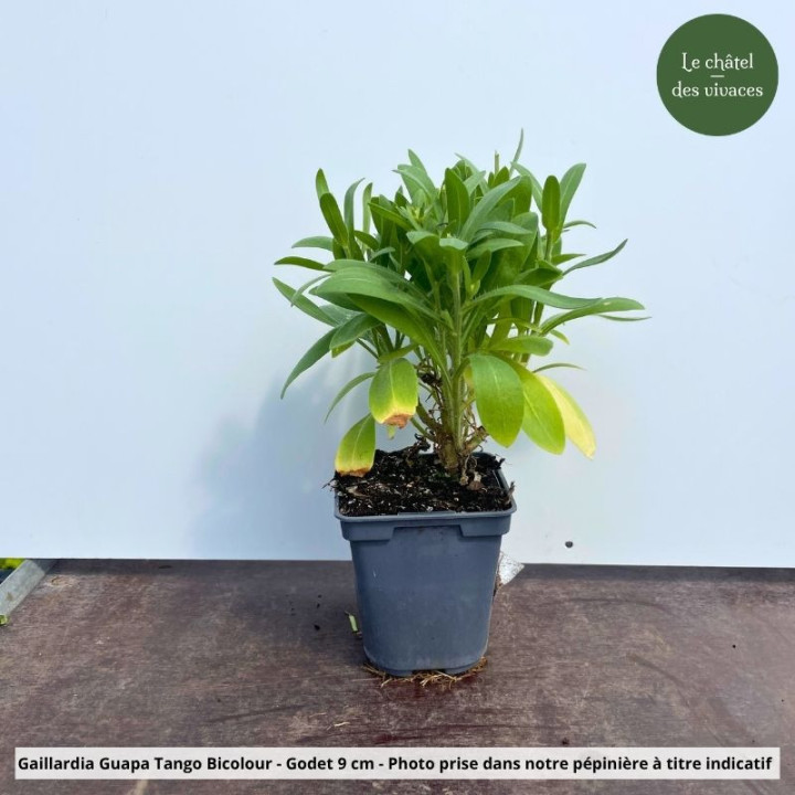 Gaillardia Guapa Tango Bicolour - Pot