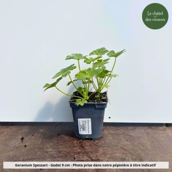 Geranium macrorrhizum Spessart - Pot Geranium macrorrhizum Spessart - Pot