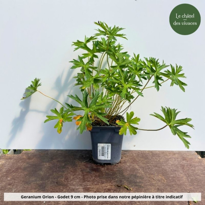 Geranium Orion - Pot