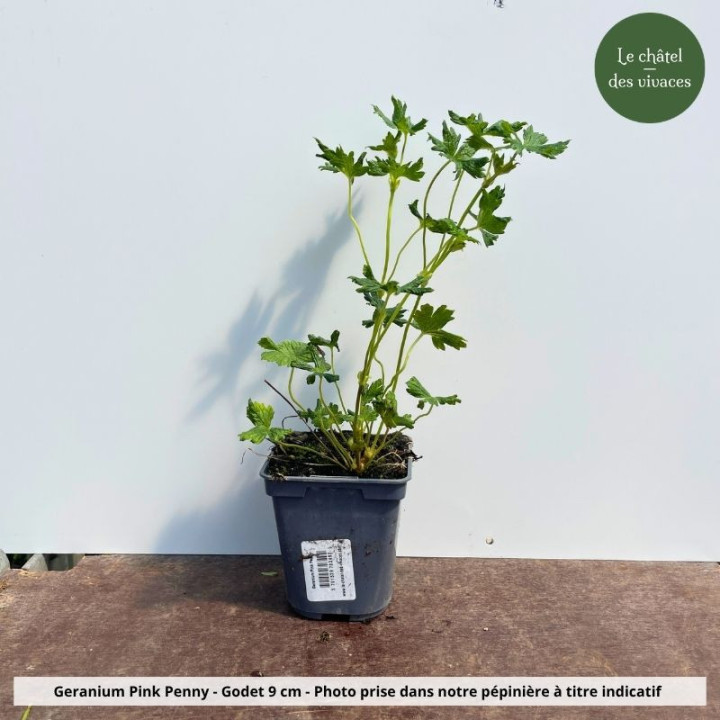 Geranium Pink Penny - Pot