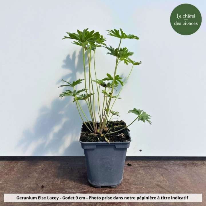 Geranium pratense Else Lacey - Pot