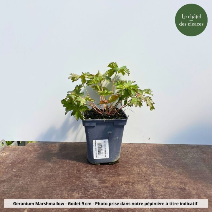 Geranium pratense Marshmallow - Pot