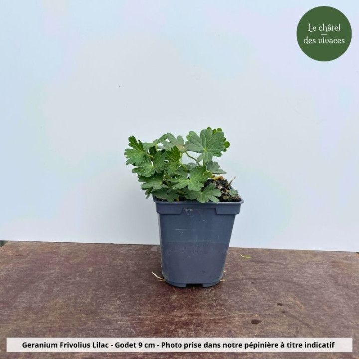 Geranium sanguineum Frivolius Lilac - Pot