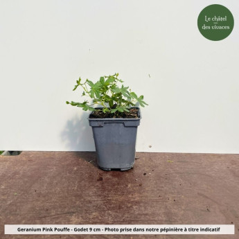 Geranium sanguineum Pink Pouffe - Pot