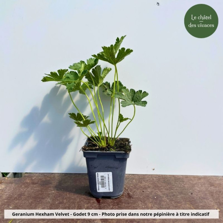 Geranium wallichianum Hexham Velvet - pot