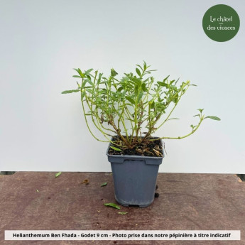 Helianthemum Ben Fhada - Pot