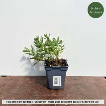 Helianthemum Ben Hope - Pot Helianthemum Ben Hope - Pot