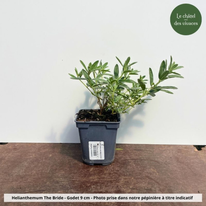 Helianthemum The Bride - Pot