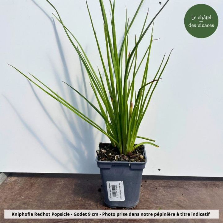 Kniphofia Redhot Popsicle - Pot