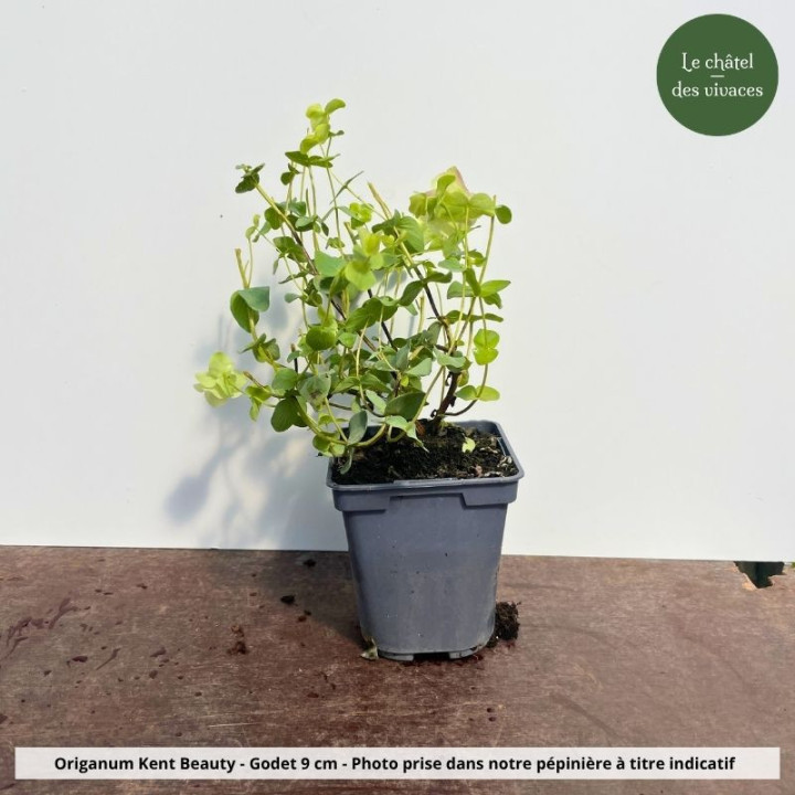 Origanum Kent Beauty - Pot