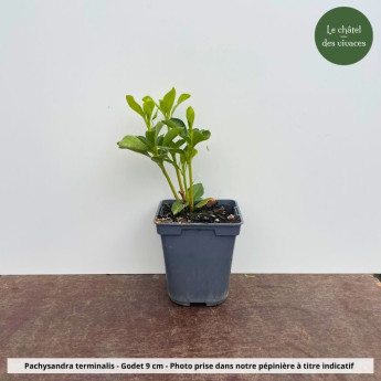 Pachysandra terminalis - pot Pachysandra terminalis - pot