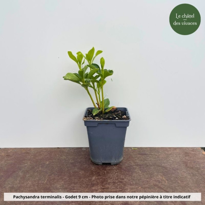Pachysandra terminalis - pot