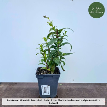 Penstemon Mountain Treats Red - Pot