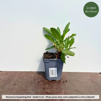 Persicaria affinis Darjeeling Red - pot Persicaria affinis Darjeeling Red - pot