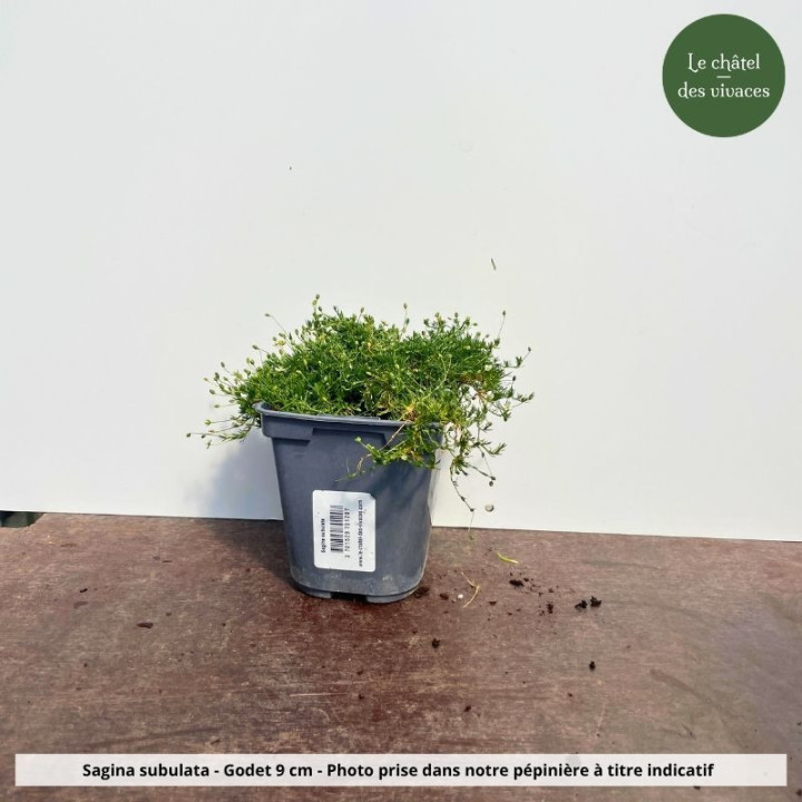 Sagina subulata - pot