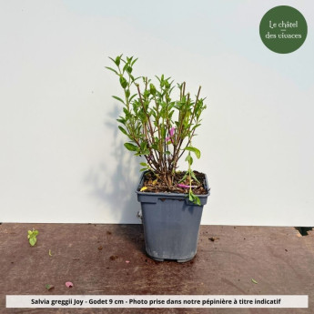 Salvia x greggii Joy - pot