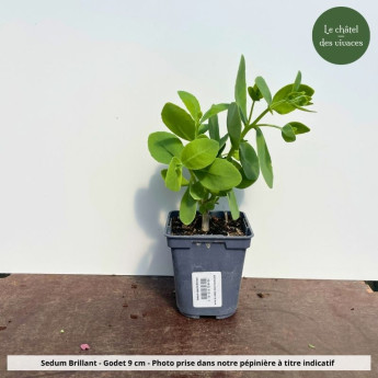 Sedum spectabile Brillant - pot Sedum spectabile Brillant - pot
