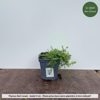 Thymus praecox Red Carpet - pot