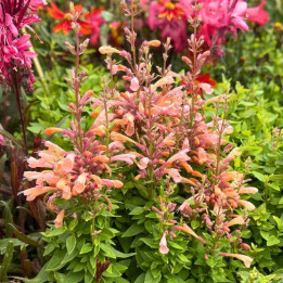 Agastache mexicana Summerlong Peach