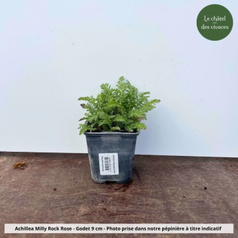 Achillea millefolium Milly Rock Rose - Pot Achillea millefolium Milly Rock Rose - Pot