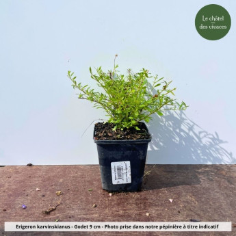 Erigeron karvinskianus - pot