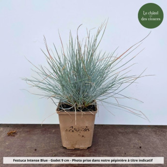 Festuca glauca Intense Blue - pot Festuca glauca Intense Blue - pot