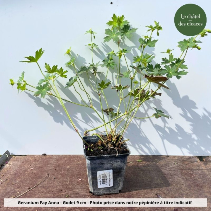 Geranium Fay Anna - pot