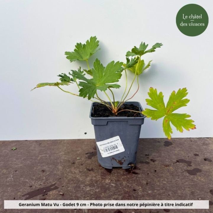 Geranium Matu Vu - pot