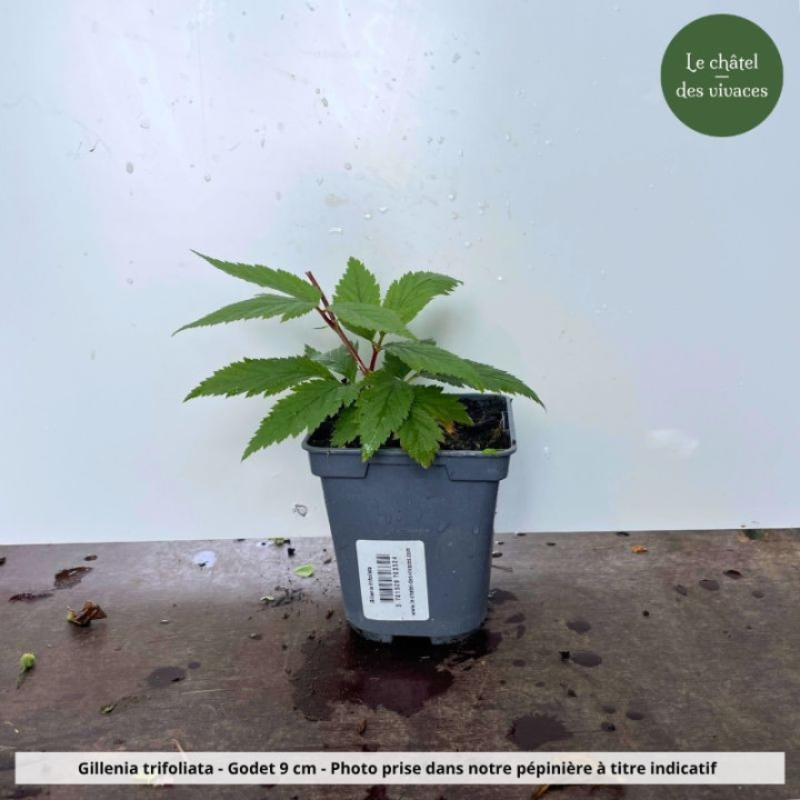 Gillenia trifoliata - pot