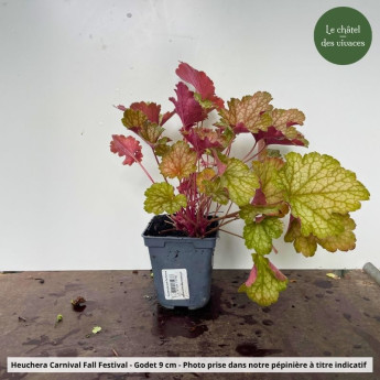 Heuchera Carnival Fall Festival - pot Heuchera Carnival Fall Festival - pot