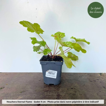 Heuchera Eternal Flame - pot