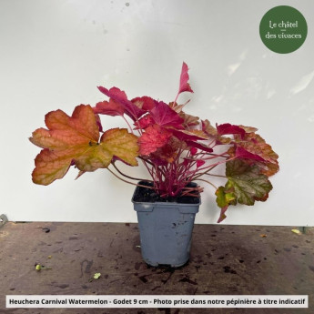 Heuchera Carnival Watermelon - pot Heuchera Carnival Watermelon - pot
