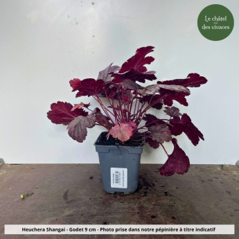 Heuchera Shangai - pot Heuchera Shangai - pot