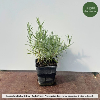 Lavandula Richard Gray - pot Lavandula Richard Gray - pot