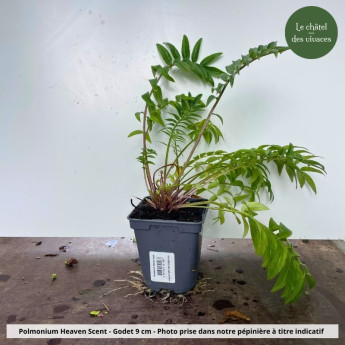 Polemonium Heaven Scent - pot