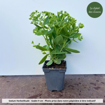 Sedum Herbstfreude - pot Sedum Herbstfreude - pot