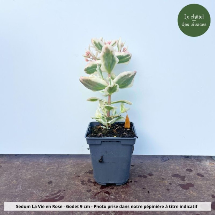 Sedum La Vie en Rose - pot