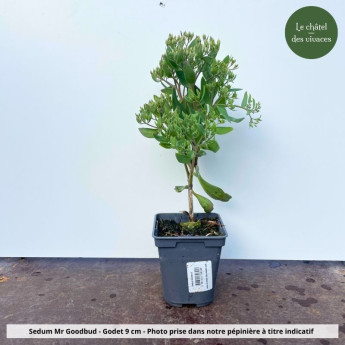 Sedum Mr Goodbud - pot Sedum Mr Goodbud - pot