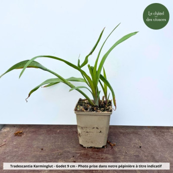 Tradescantia andersoniana Karminglut - Pot Tradescantia andersoniana Karminglut - Pot