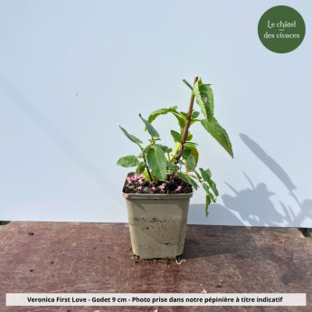 Veronica longifolia First Love - pot