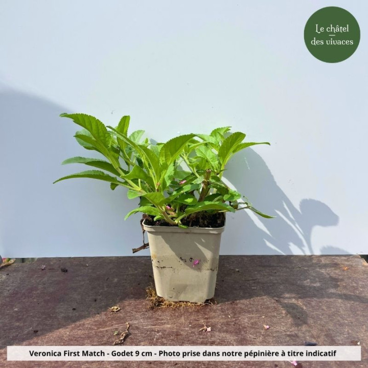 Veronica longifolia First Match - pot