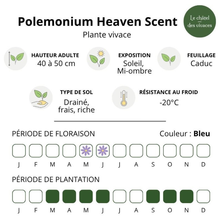 Caractéristiques du Polemonium Heaven Scent
