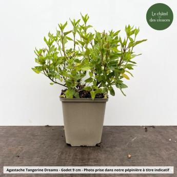 Agastache Tangerine Dreams - pot