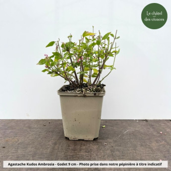 Agastache Kudos Ambrosia - pot Agastache Kudos Ambrosia - pot
