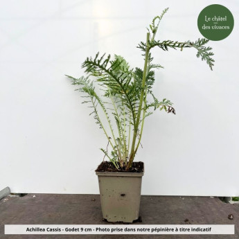 Achillea Cassis - pot